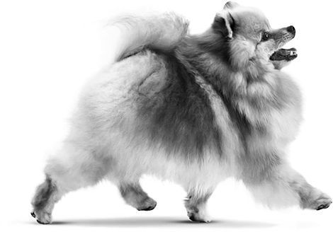 pomeranian breed